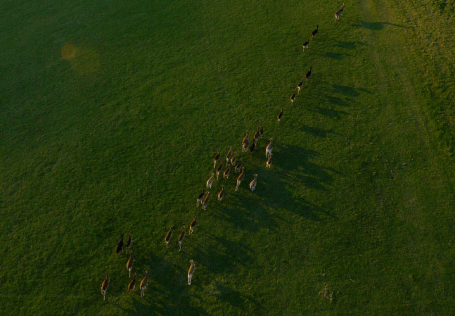 Stonor Manor Deer Running in Herd