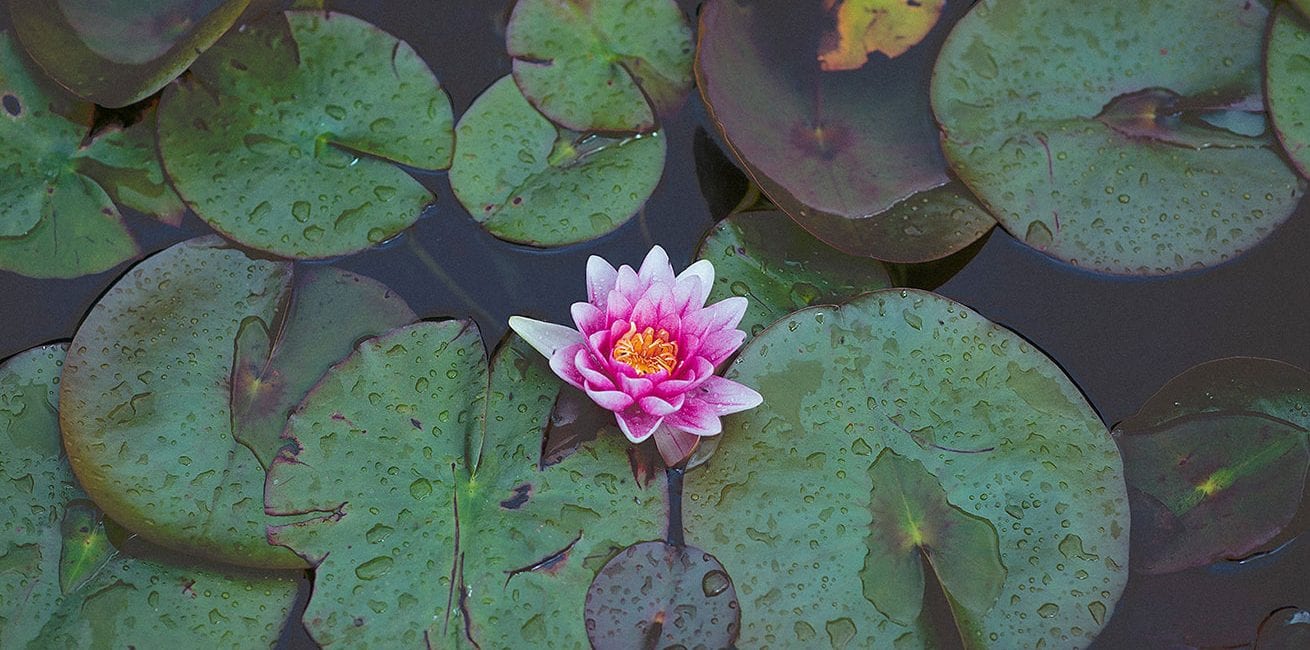 Stonor Manor Create Your Perfect Day Lillies Banner