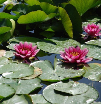 Stonor Manor Water Lillies