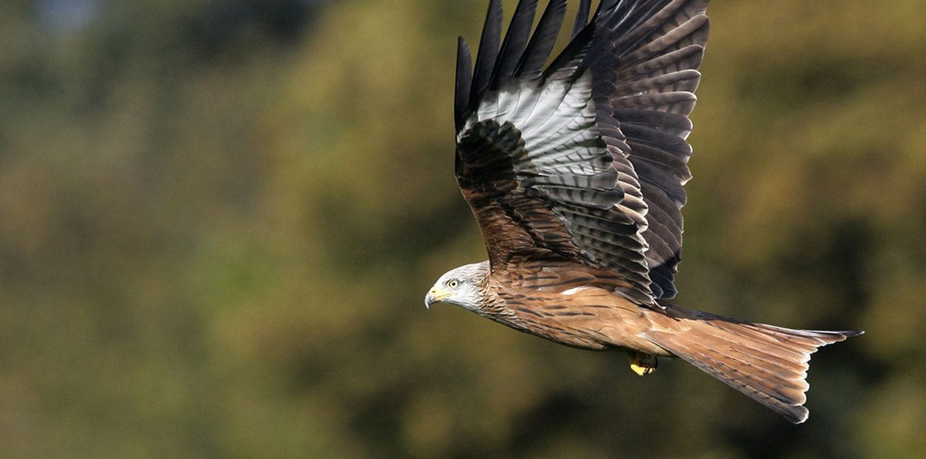Stonor Manor Discover Wildlife Banner