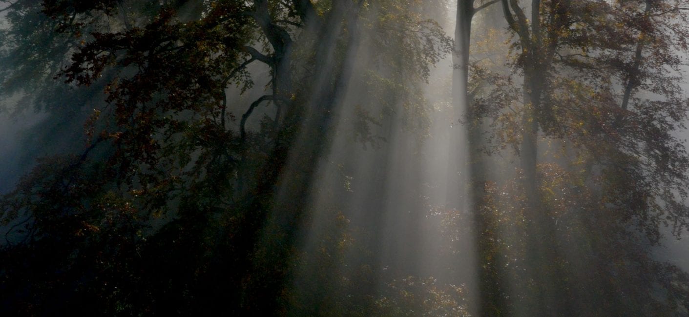 Stonor Park Discover Banner