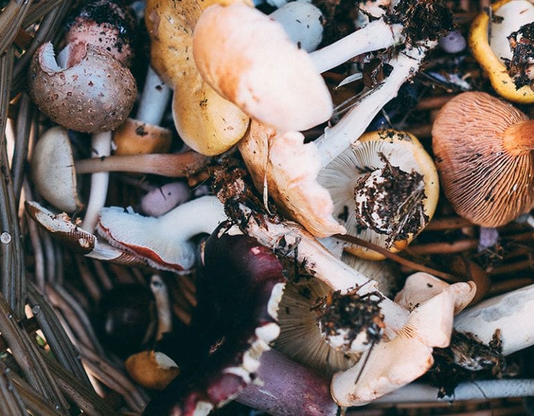 Close-up of a wicker basket filled with a variety of freshly foraged wild mushrooms, some with soil still on them.