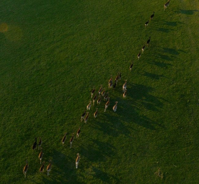 Formal garden with manicured lawn, central urn and flowerbeds, leading to an ivy-clad brick house backed by rolling green hills.