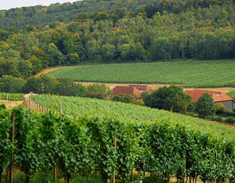 Vineyard with neat rows of grapevines on rolling hills, with a red-roofed winery building and forested backdrop.
