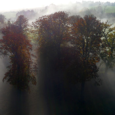 Tall autumnal trees casting long shadows through morning mist, with soft light filtering across a foggy landscape.