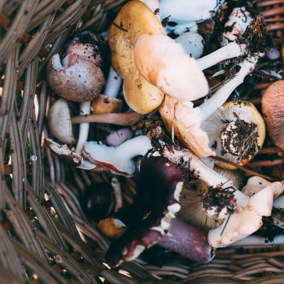 Close-up of various freshly foraged wild mushrooms in wicker basket, some with soil still on them.