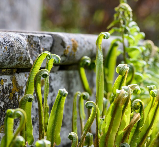 Young green fern fronds unfurling beside a weathered stone wall in a garden setting.