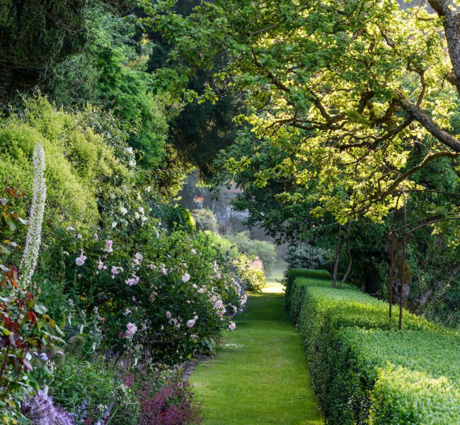 Lush garden pathway lined with flowering bushes, manicured hedges and sunlit trees in a serene, green landscape.