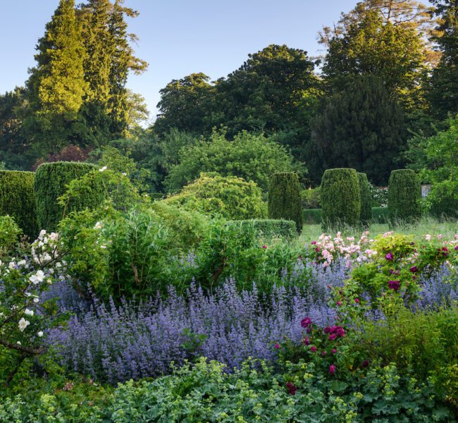 Lush garden with layered planting of purple, pink and white flowers, surrounded by topiary and trees in soft evening light.