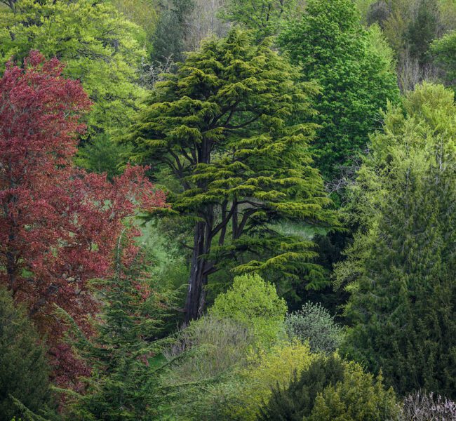 Mixed woodland with vibrant green foliage and a striking red-leaved tree among layers of dense, leafy trees.