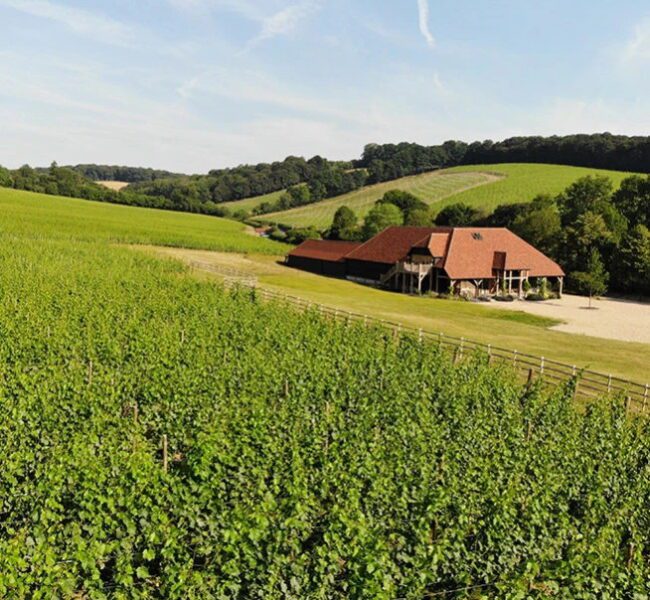 Vineyard landscape, rows of grapevines leading to red-roofed winery building set among rolling green hills under blue sky.